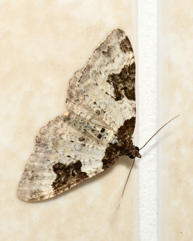 Geometridae Xanthorhoe fluctuata ?